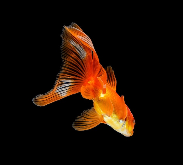 Goldfish Odizolowywał Na Ciemnego Czerni Tle