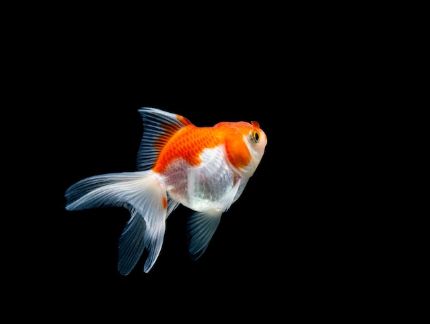 Goldfish odizolowywał na ciemnego czerni tle