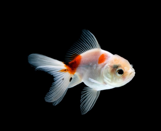 Goldfish odizolowywał na ciemnego czerni tle