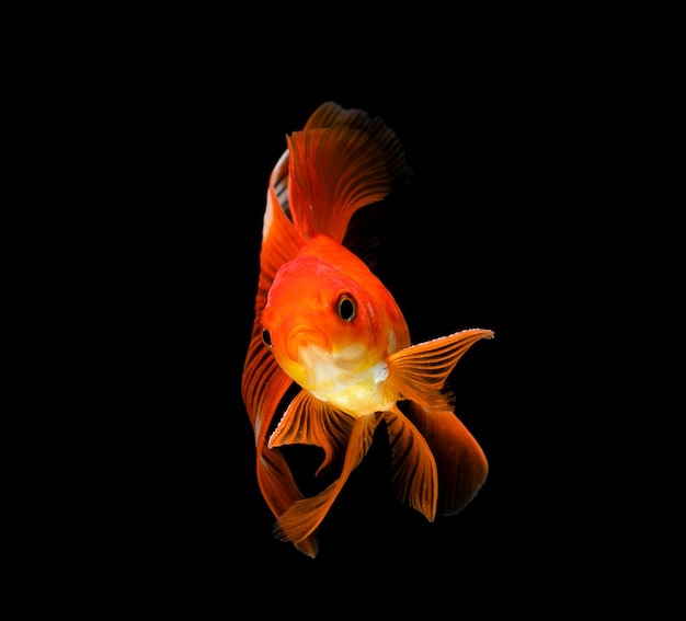 Goldfish Odizolowywał Na Ciemnego Czerni Tle