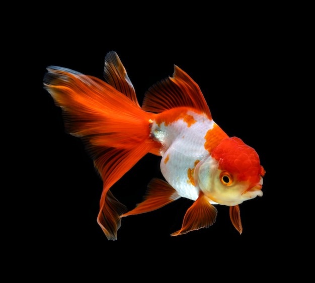 Goldfish Odizolowywał Na Ciemnego Czerni Tle