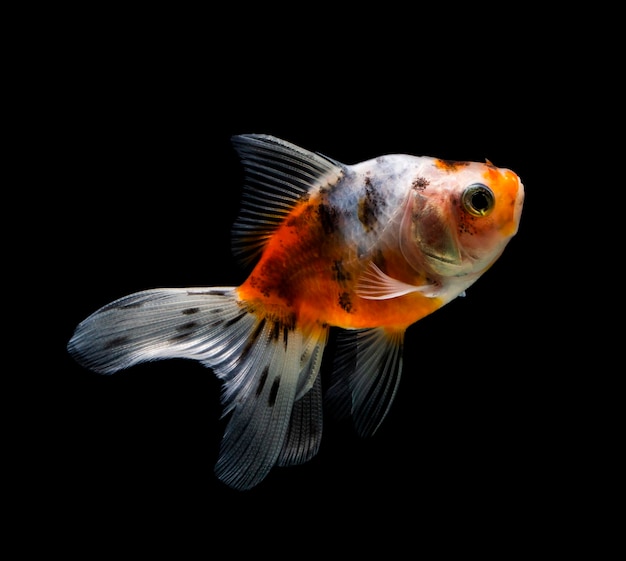 Goldfish odizolowywał na ciemnego czerni tle