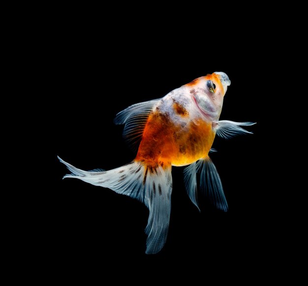 Goldfish odizolowywał na ciemnego czerni tle