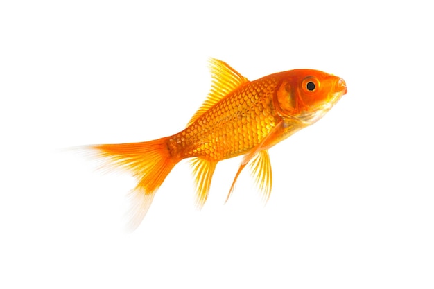 Zdjęcie goldfish