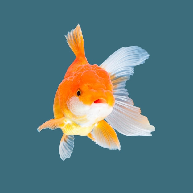 Goldfish