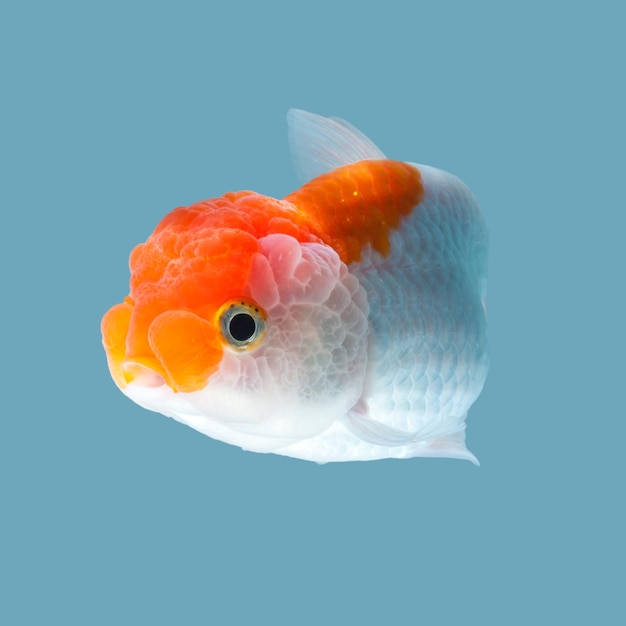 goldfish