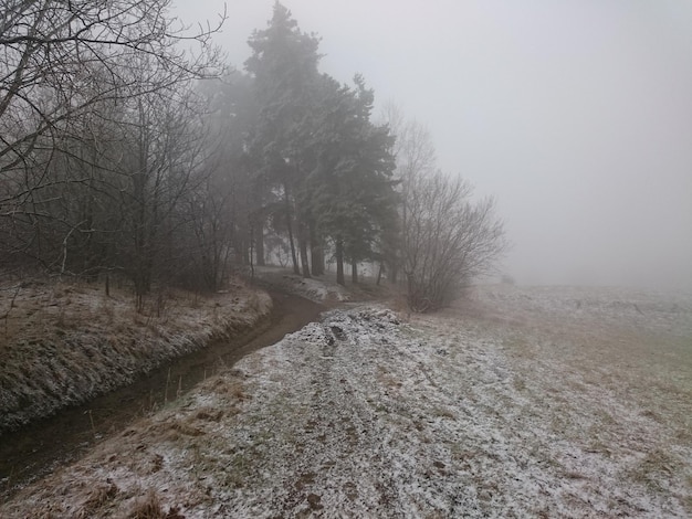 Gołe drzewa na pokrytej śniegiem drodze w zimie