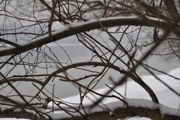 Zdjęcie gołe drzewa na pokrytym śniegiem krajobrazie