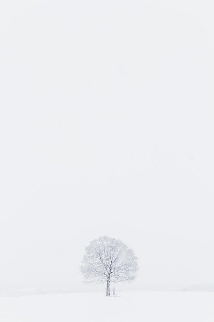 Gołe drzewa na pokrytym śniegiem polu