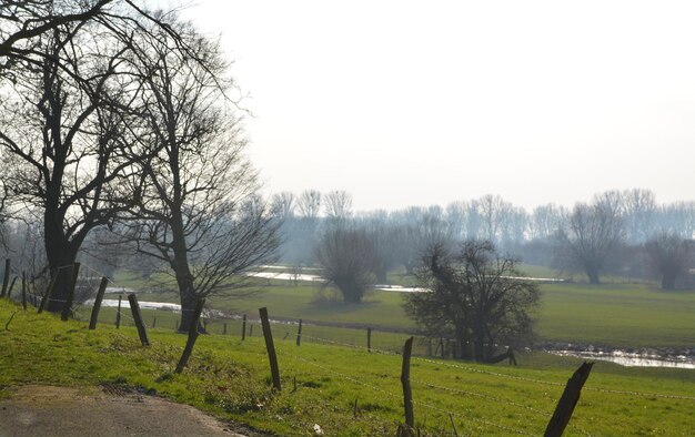 Zdjęcie gołe drzewa na polu na czyste niebo