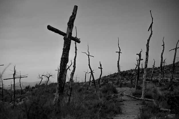 Gołe drzewa na polu przeciwko niebu