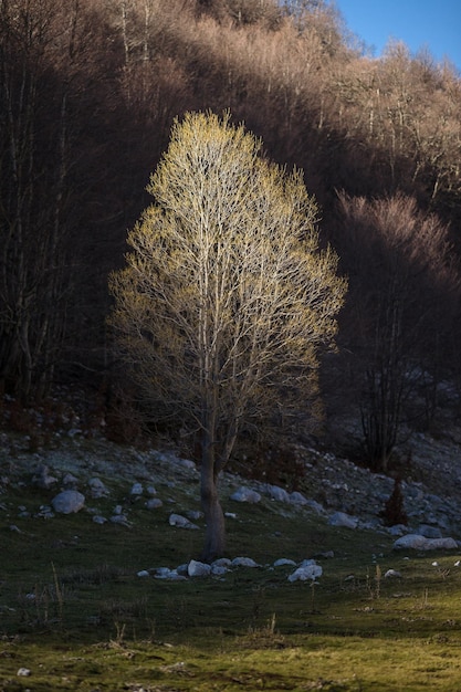Gołe drzewa na polu w zimie