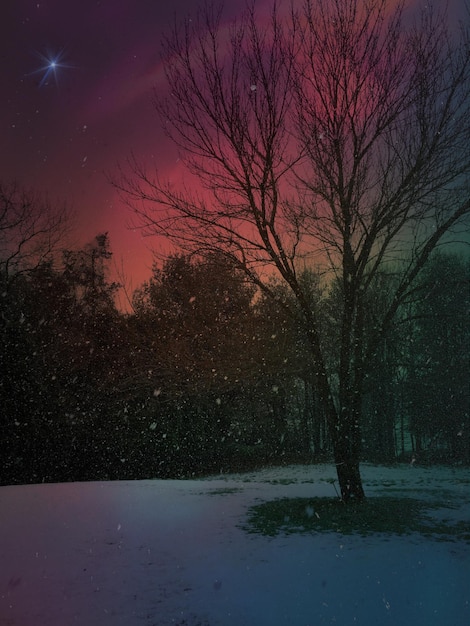 Gołe drzewa na tle nocnego nieba