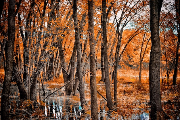 Zdjęcie gołe drzewa w lesie jesienią