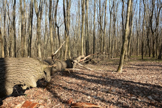 Gołe drzewa w lesie