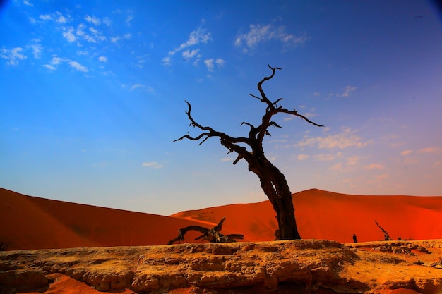 Zdjęcie gołe drzewo na pustyni na tle nieba