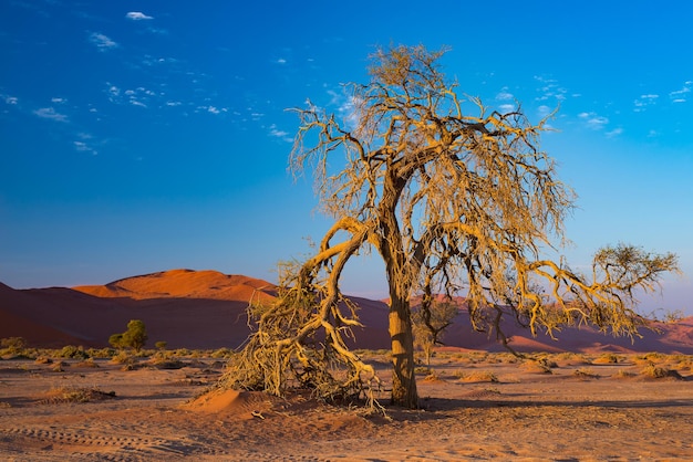 Gołe drzewo na tle niebieskiego nieba na pustyni