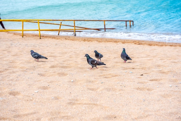 Zdjęcie gołębie chodzą po piasku na plaży