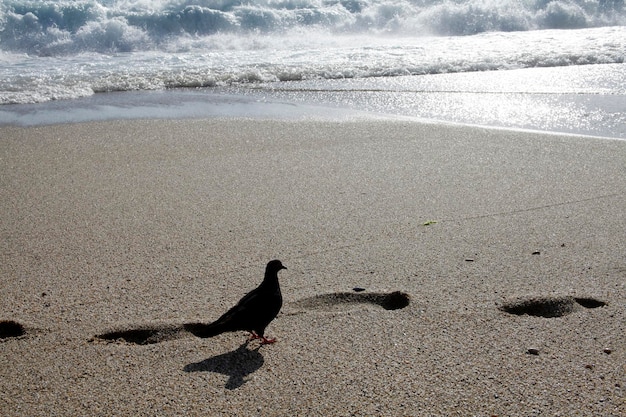 Gołębie na plaży Falujące morze