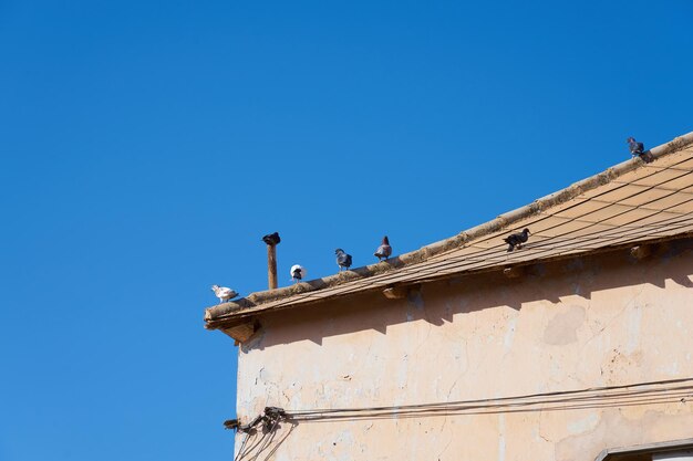 Gołębie wygrzewają się w słońcu na dachu starego domu