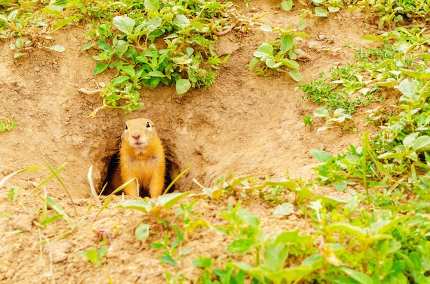 Gopher Wygląda Z Dziury W Ziemi Na Zielonym Polu Wśród Dzikiej Przyrody.