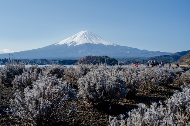 Góra Fuji i purpurowy kwiat