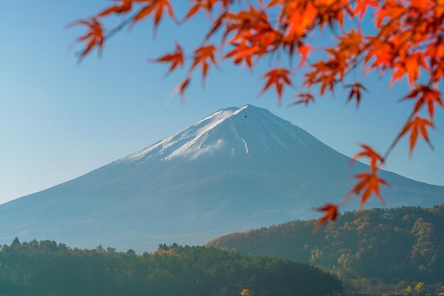 Góra Fuji Jesienią Z Czerwonymi Liśćmi Klonu