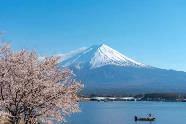 Góra Fuji Mt Fuji Nad Błękitnym Niebem Wiśniowe Kwiaty W Pełnym Rozkwicie Na Wiosennym Jeziorze Kawaguchiko