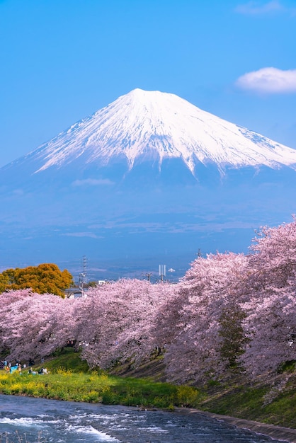 Góra Fuji Mt Fuji z rzędem kwitnących wiśni drzew błękitnym niebem w tle i rzeką na wiosnę