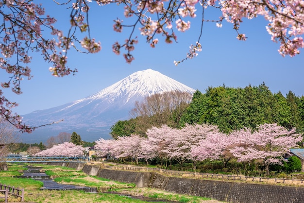 Góra Fuji na wiosnę