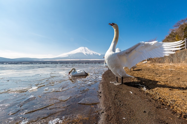 Góra Fuji Yamanaka i Gęś