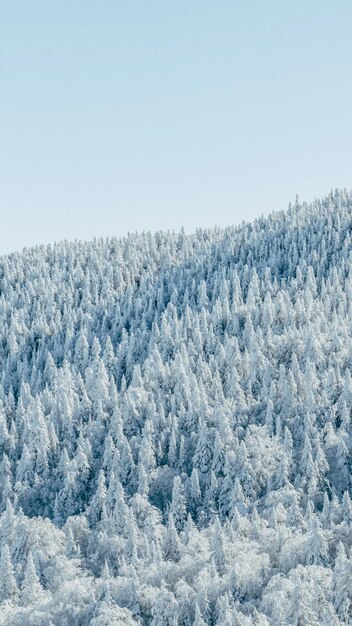 Zdjęcie góra pokryta śniegiem z drzewami na tle