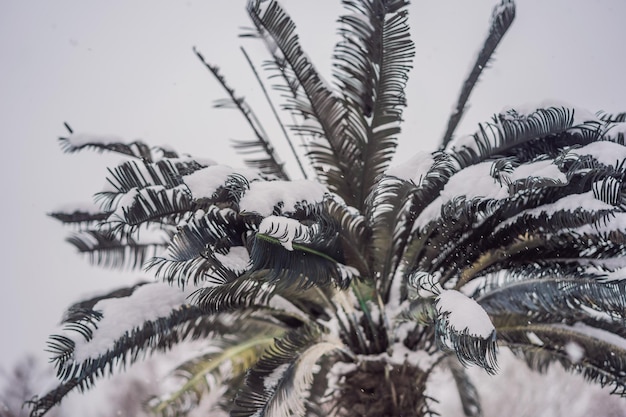 Gorące drzewo Zimna pogoda palma w śniegu