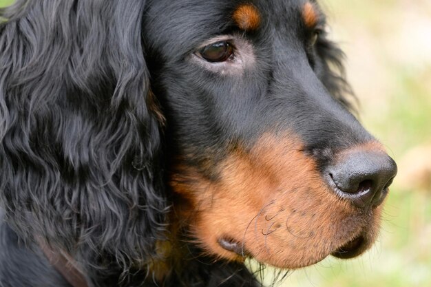 Zdjęcie gordon setter - pies wskazujący