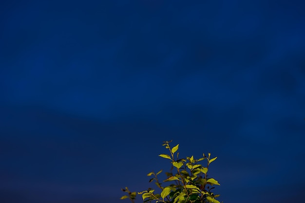 Górna część roślinnego nocnego tła bokeh hd