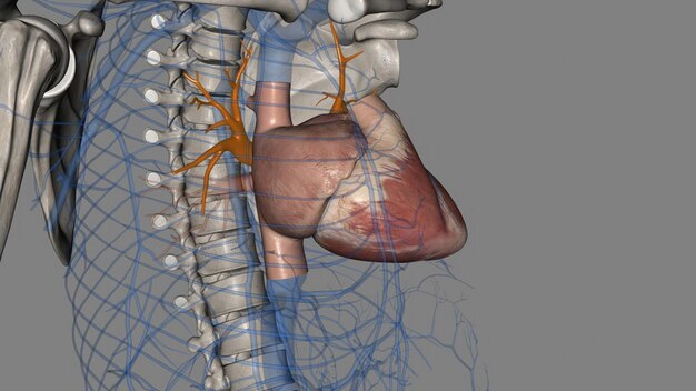 Zdjęcie górne żyły płucne są przednie i ogonowe do żył płucnych