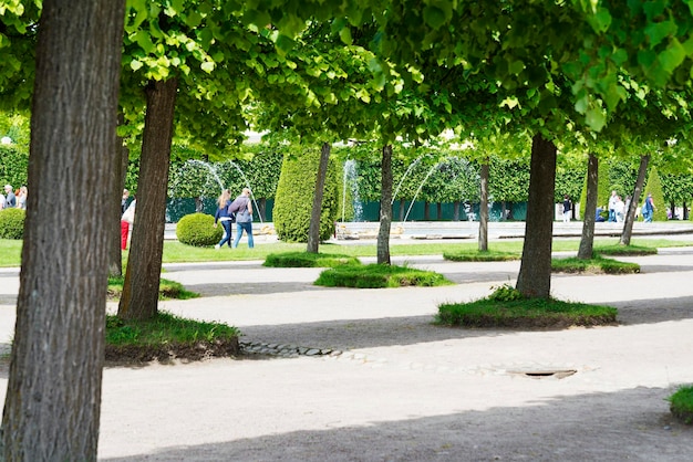 Zdjęcie górny ogród peterhof