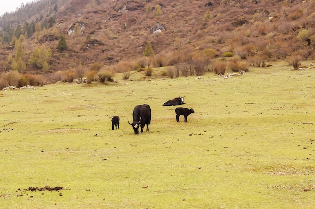 Górska dolina w Himalajach z domami, jakami i końmi