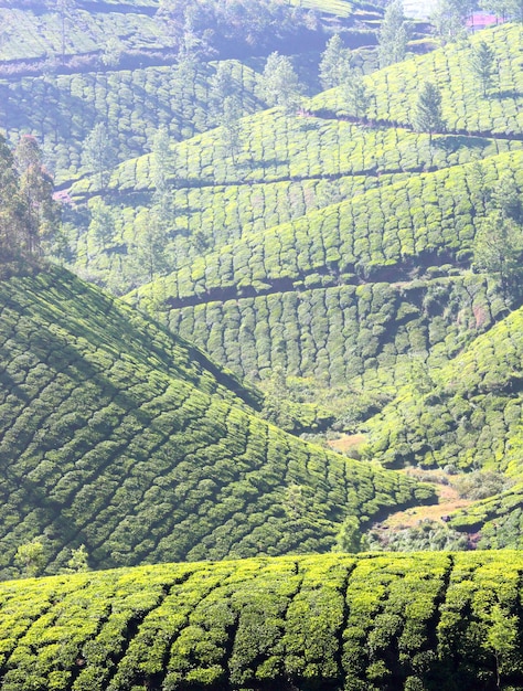 Górska plantacja herbaty w Indiach