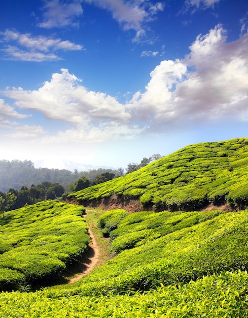 Górska plantacja herbaty w Indiach