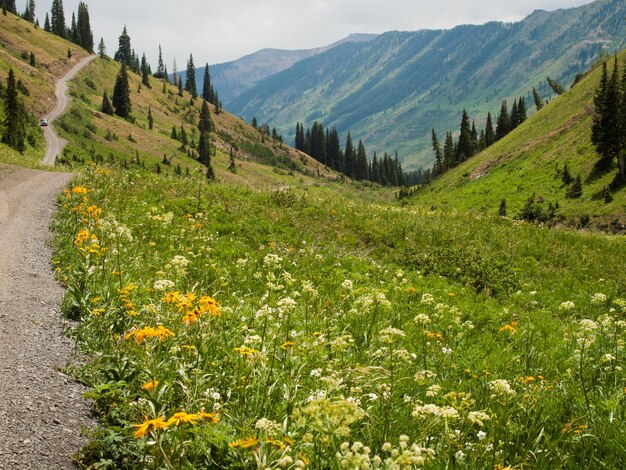 Górska ścieżka w Crested Butte w stanie Kolorado