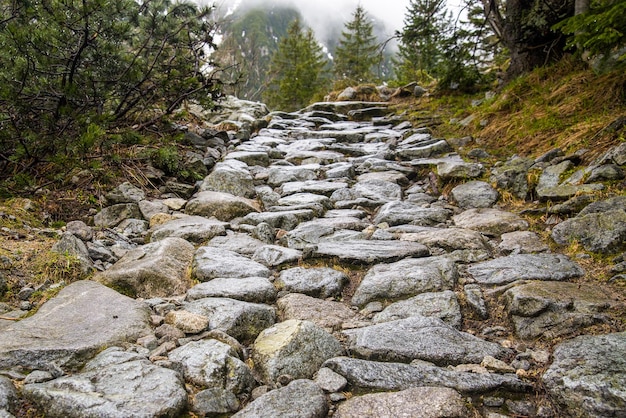 Górska ścieżka Wyłożona Kamieniami W Lesie.