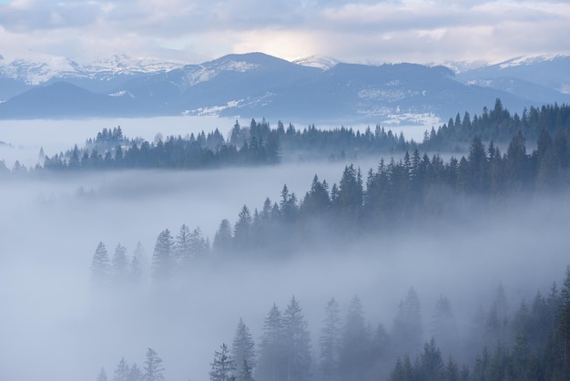 Górski krajobraz w zimie. Jodłowy las i mgła. Pochmurny dzień. Zakarpacka Ukraina, Europa