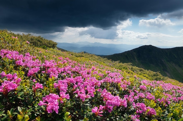 Górski krajobraz z kwiatami łąka słoneczny dzień. Kwitnące krzewy rododendronów. Burzowe niebo nad kwitnącą łąką. Karpaty, Ukraina, Europa