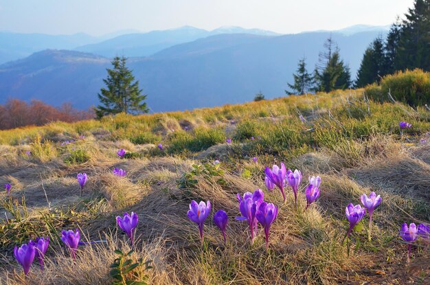 Górski krajobraz z pięknymi kwiatami krokusów. Karpaty, Ukraina