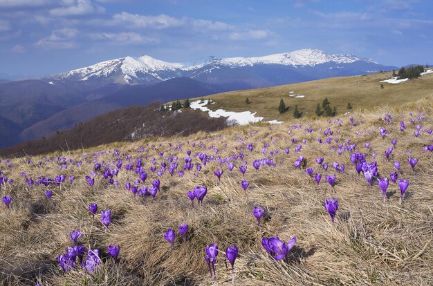 Górski krajobraz z pierwszymi wiosennymi kwiatami krokusa. Wiosna w górach. Karpaty, Ukraina