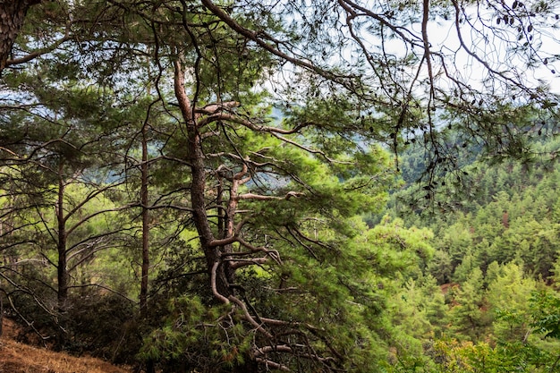 Górski łańcuch Troodos na wyspie Cypr pokryty lasami sosnowymi Piękny krajobraz naturalny