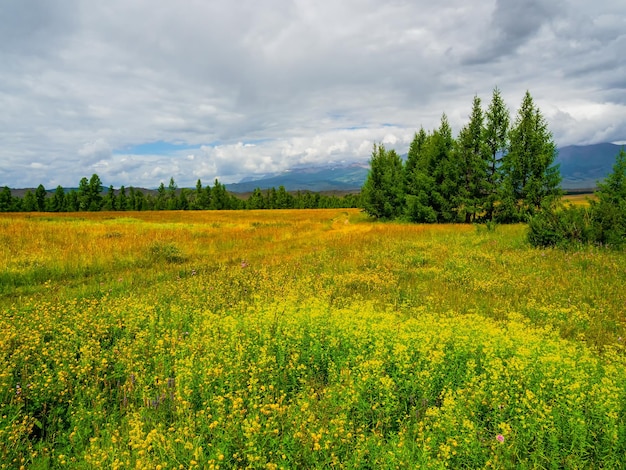 Górski las alpejski Wiosna atmosferyczny zielony krajobraz leśny Alpejski spokojny krajobraz kwitnącego wiosennego pola z cedrami