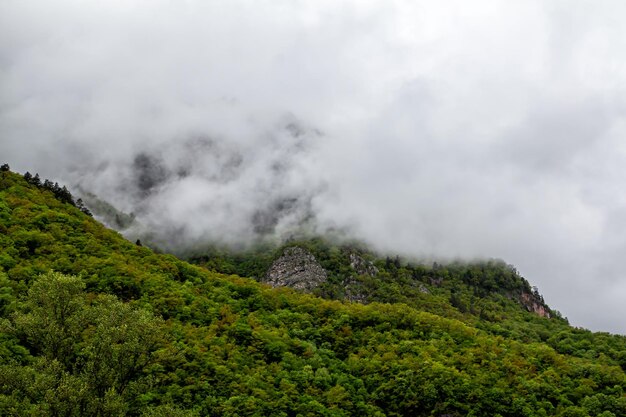 Górski las w deszczową pogodę pokryty niskimi chmurami