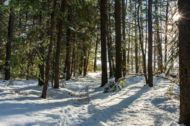 Górski szlak w zimowy słoneczny dzień rano. Światło słoneczne padające na drzewa w lesie.